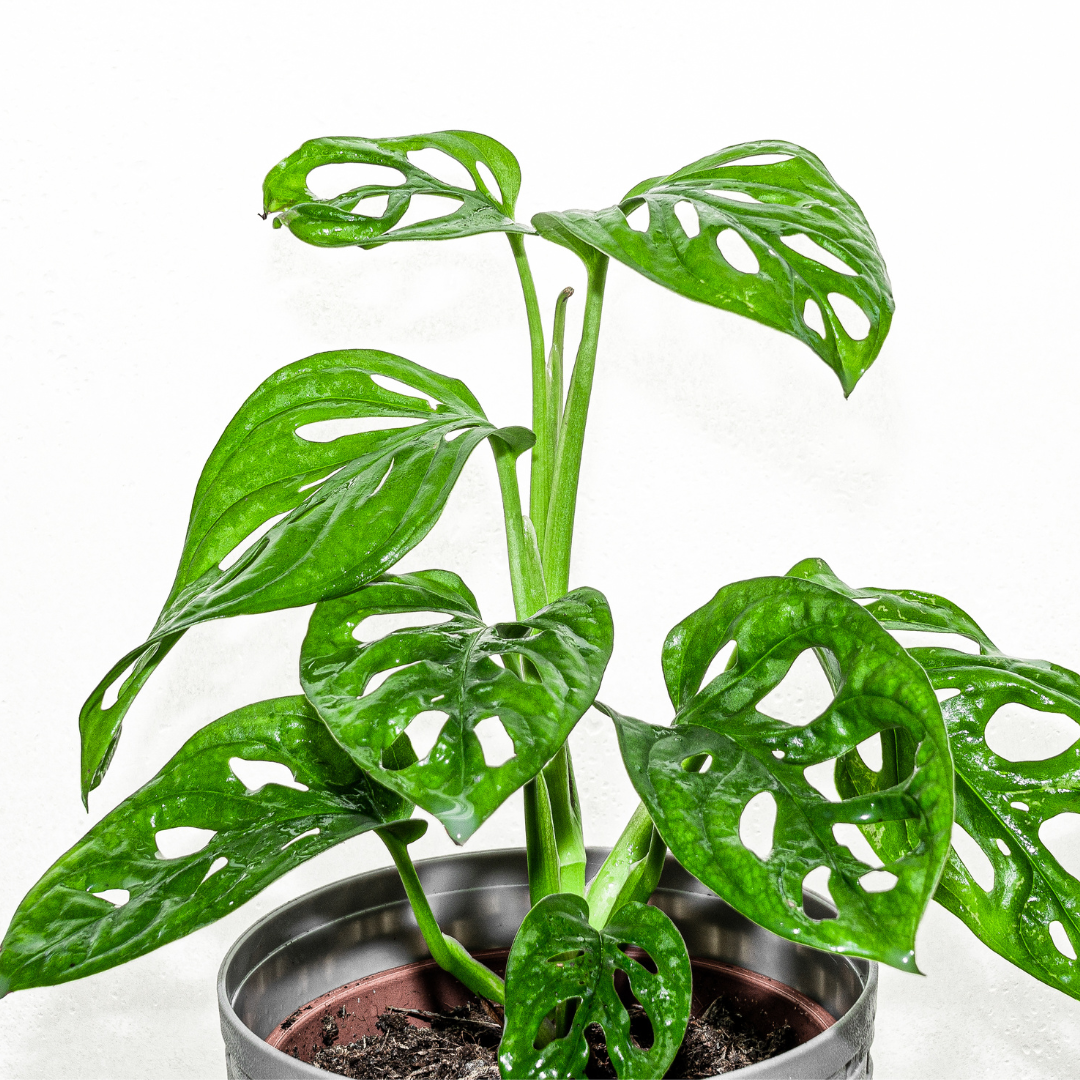 monstera plant broken stem Buy Monstera Broken Heart Plant Sapling (1pc) Online – Pick Your Plant