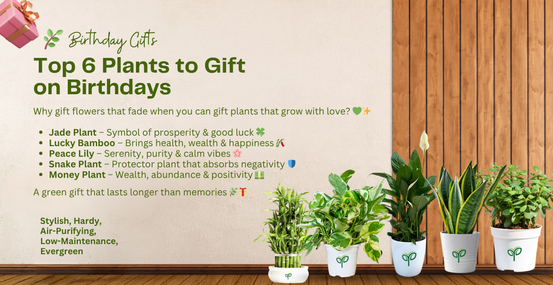 2026 Gift Guide to Plant Lovers: Best Green Gifting Ideas for birthday