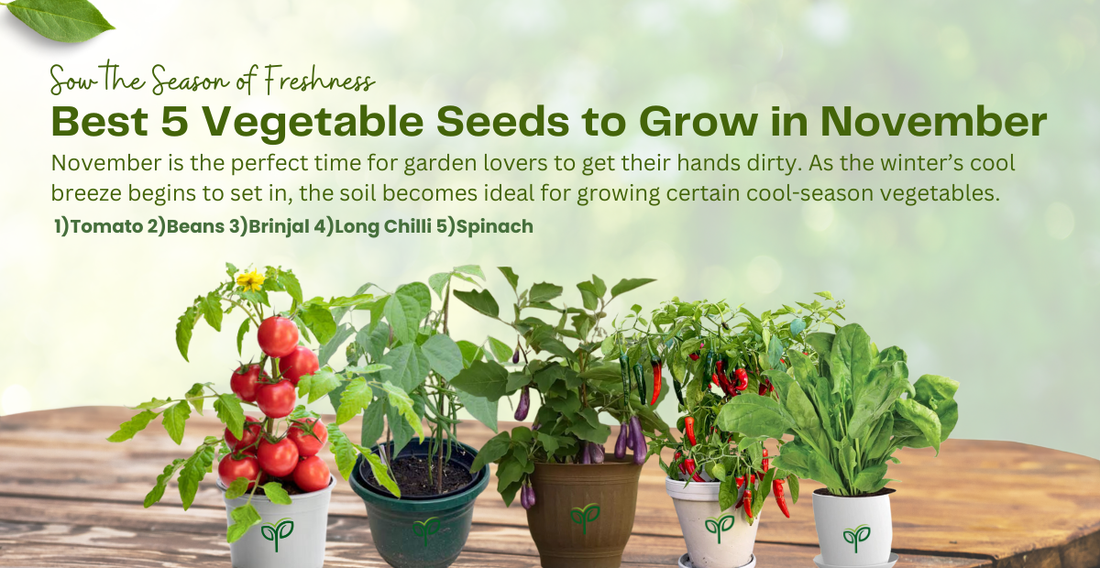 Best 5 Vegetable Seeds to Grow in November