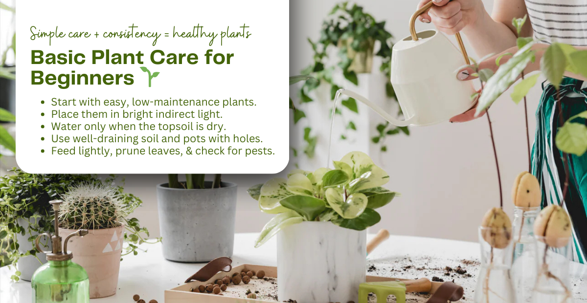 Basic Plant Care Routine for Beginners – Pick Your Plant