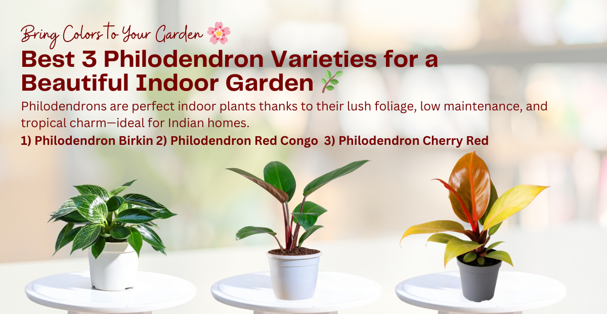 Best 3 Philodendron Varieties for a Beautiful Indoor Garden – Pick Your ...