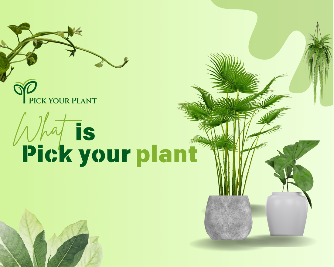 What is Pick Your Plant?