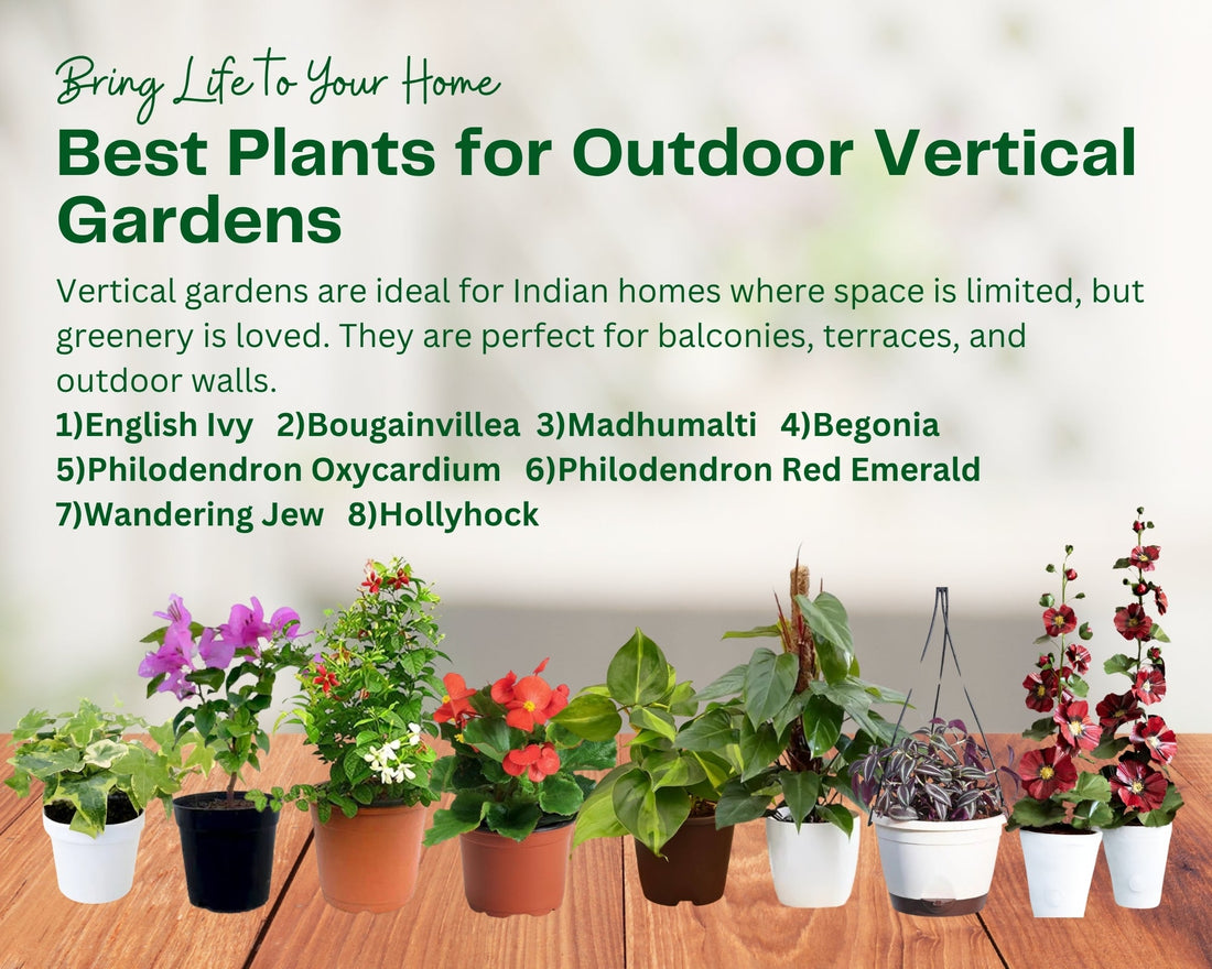 8 Plants for Outdoor Vertical Gardens in India