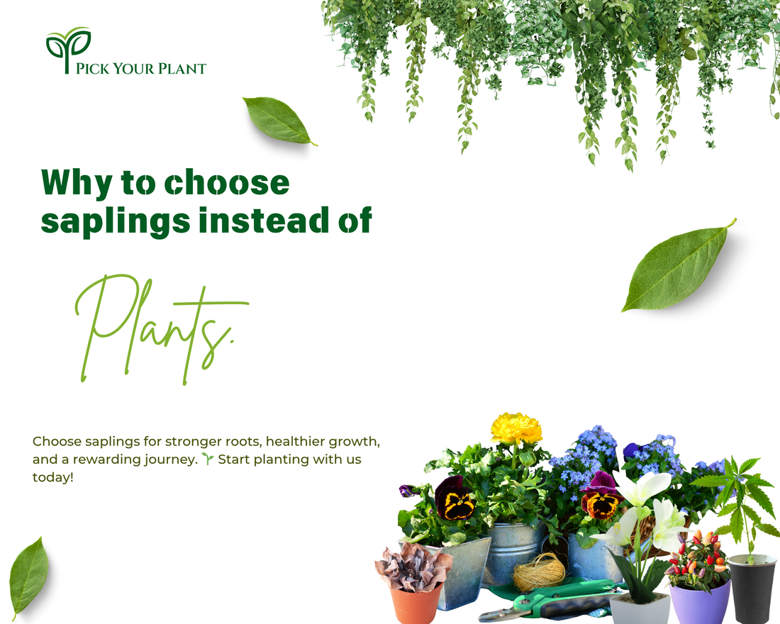 Why Choose Saplings Instead of Fully Grown Plants?