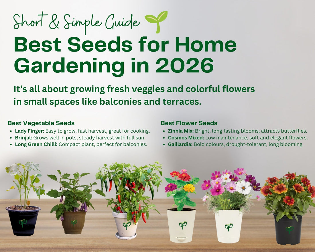 Best Seeds for Home Gardening in 2026