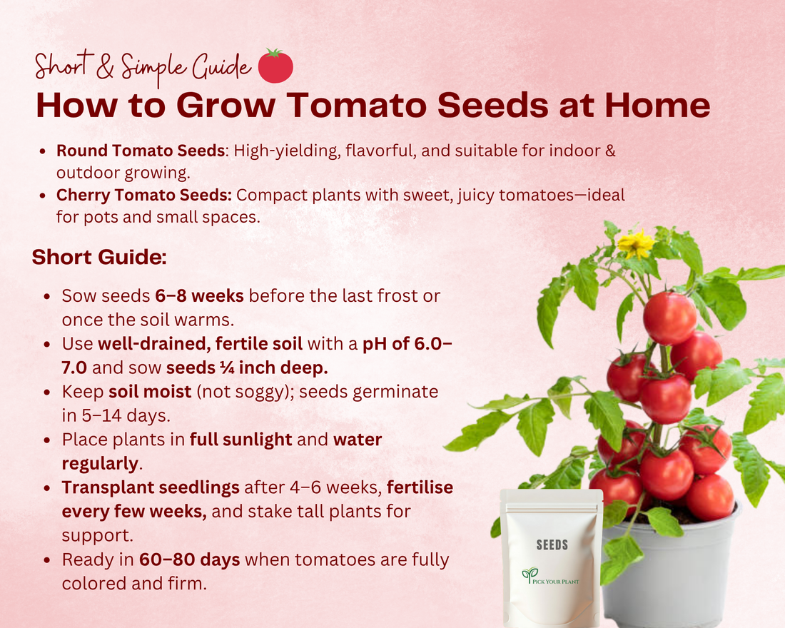 How to Grow Tomato Seeds at Home