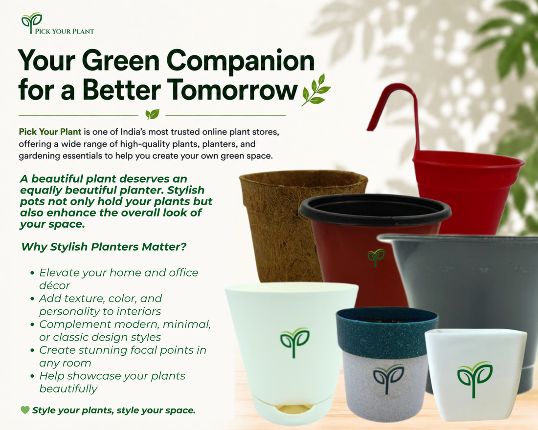 Where to Buy Quality Plant Pots Online