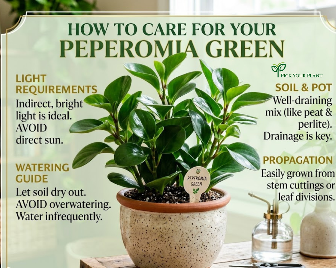 How to Care for Peperomia Green Plant: A Complete Guide for Beginners