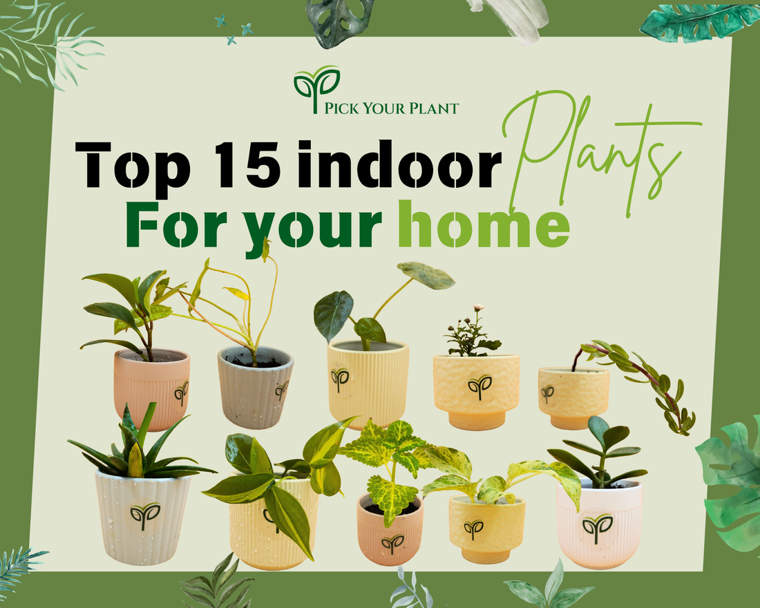 Top 15 Indoor Plants for Your Home