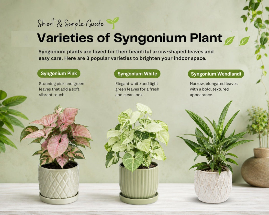Varieties of Syngonium Plants