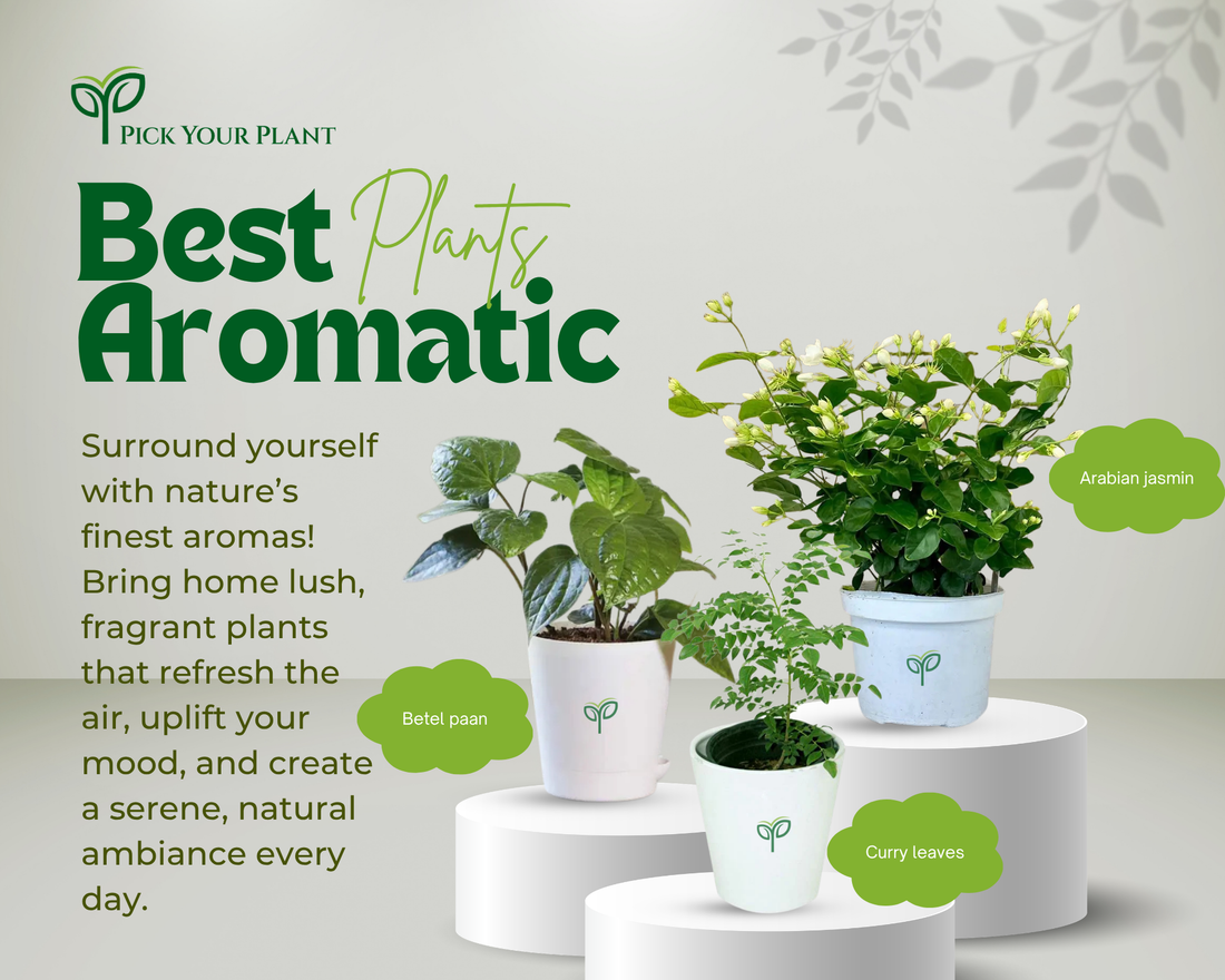 Best Aromatic Plants: Arabian Jasmine, Betel Paan, and Curry Leaves