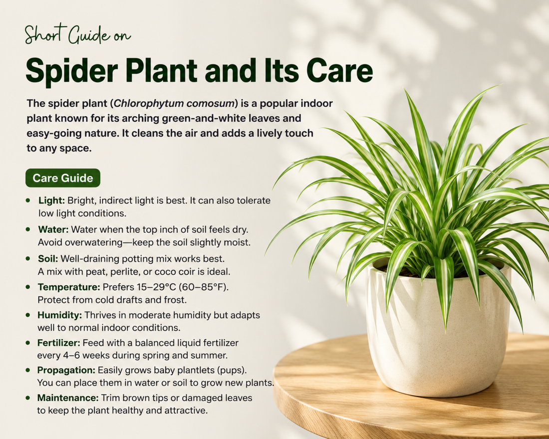 7 Essential Spider Plant Care Tips