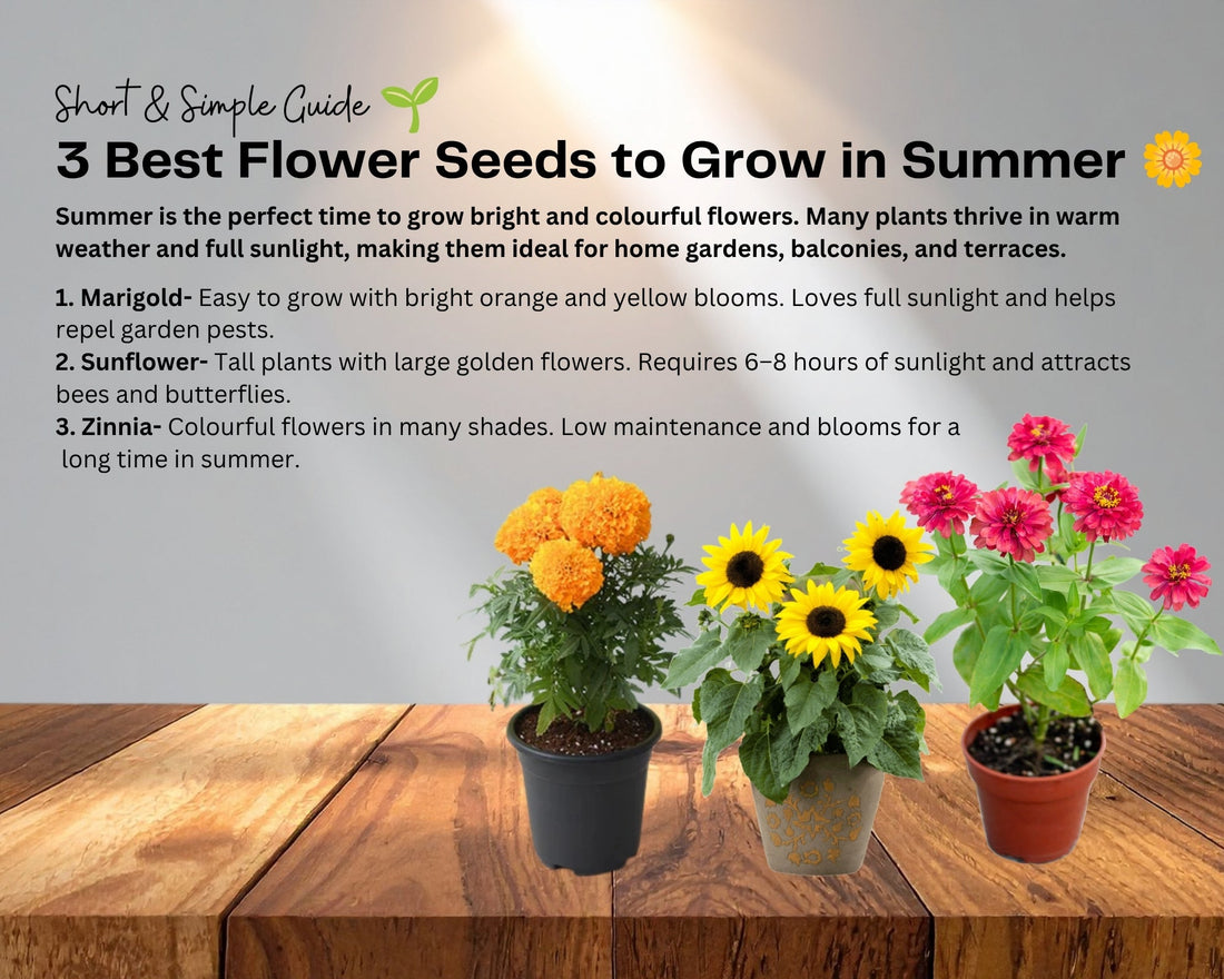 Best Flower Seeds to Grow in Summer