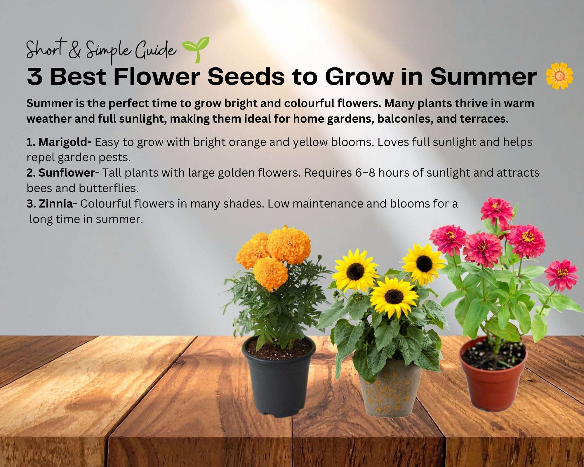 Best Flower Seeds to Grow in Summer