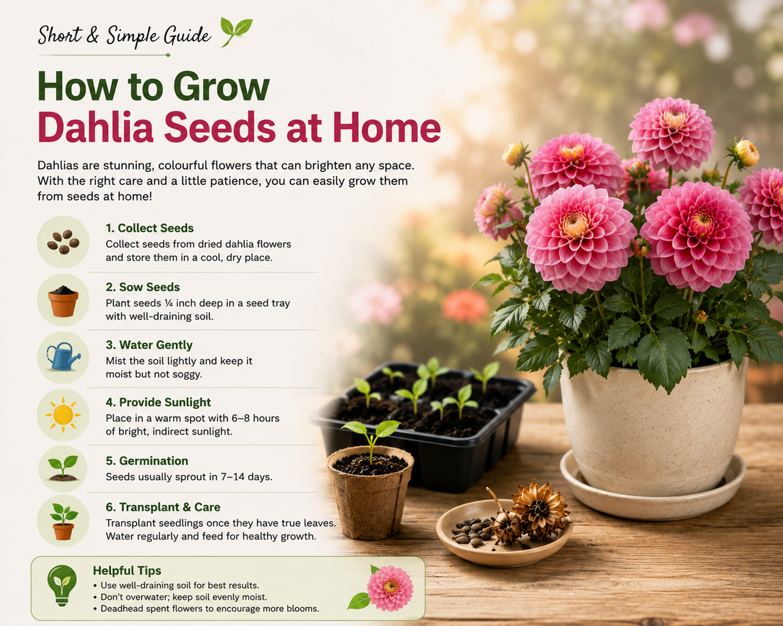 How to Grow Dahlia Seeds at Home