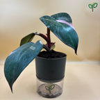 Philodendron Pink Princess Plant Sapling