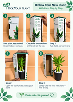 Lucky Bamboo Plant Saplings (5pcs)