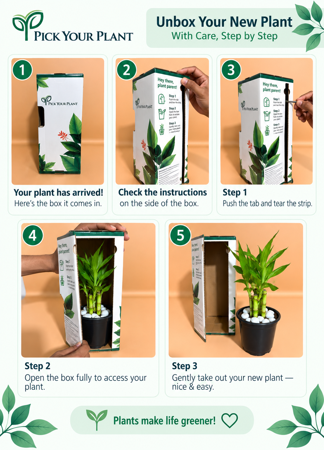 Lucky Bamboo Plant Saplings (5pcs)