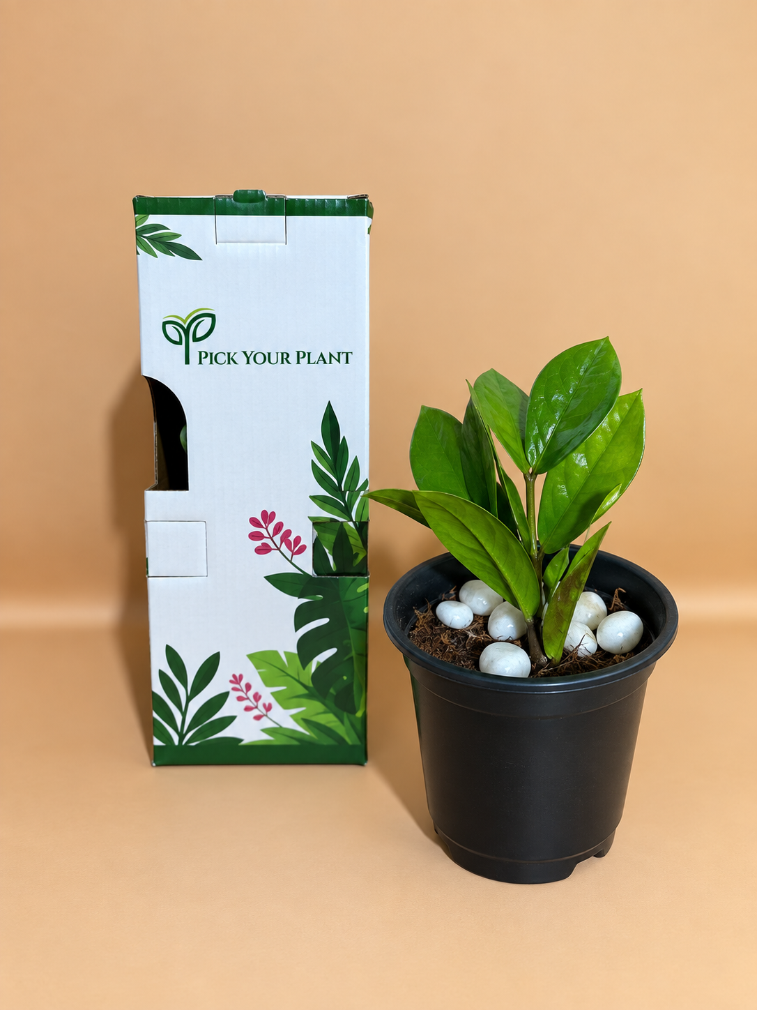 ZZ Plant Sapling (1pc)