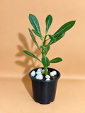 Desert Rose Adenium Plant Sapling