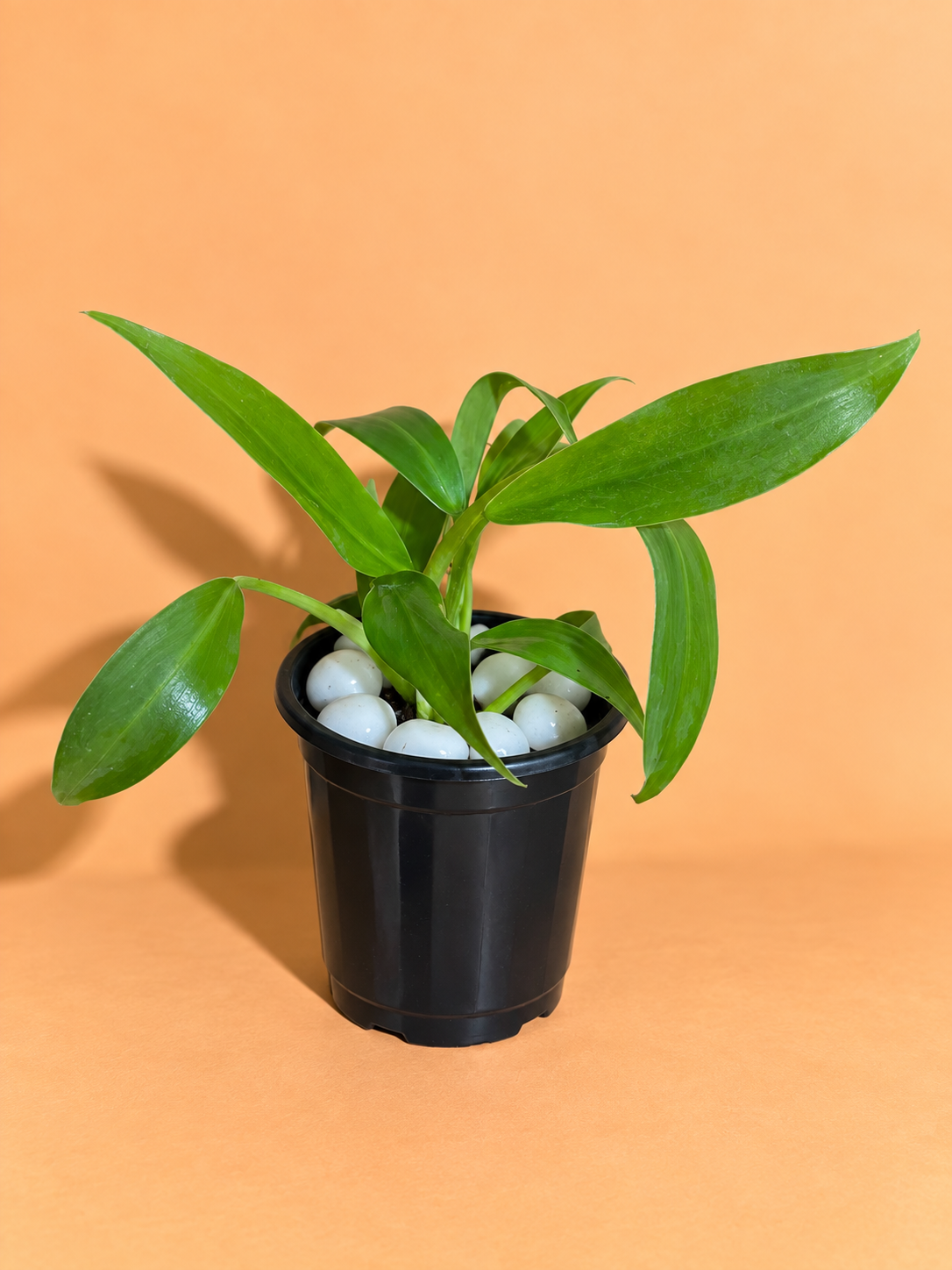 Philodendron Ceylon Green Plant (1pc)