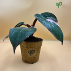 Philodendron Pink Princess Plant Sapling