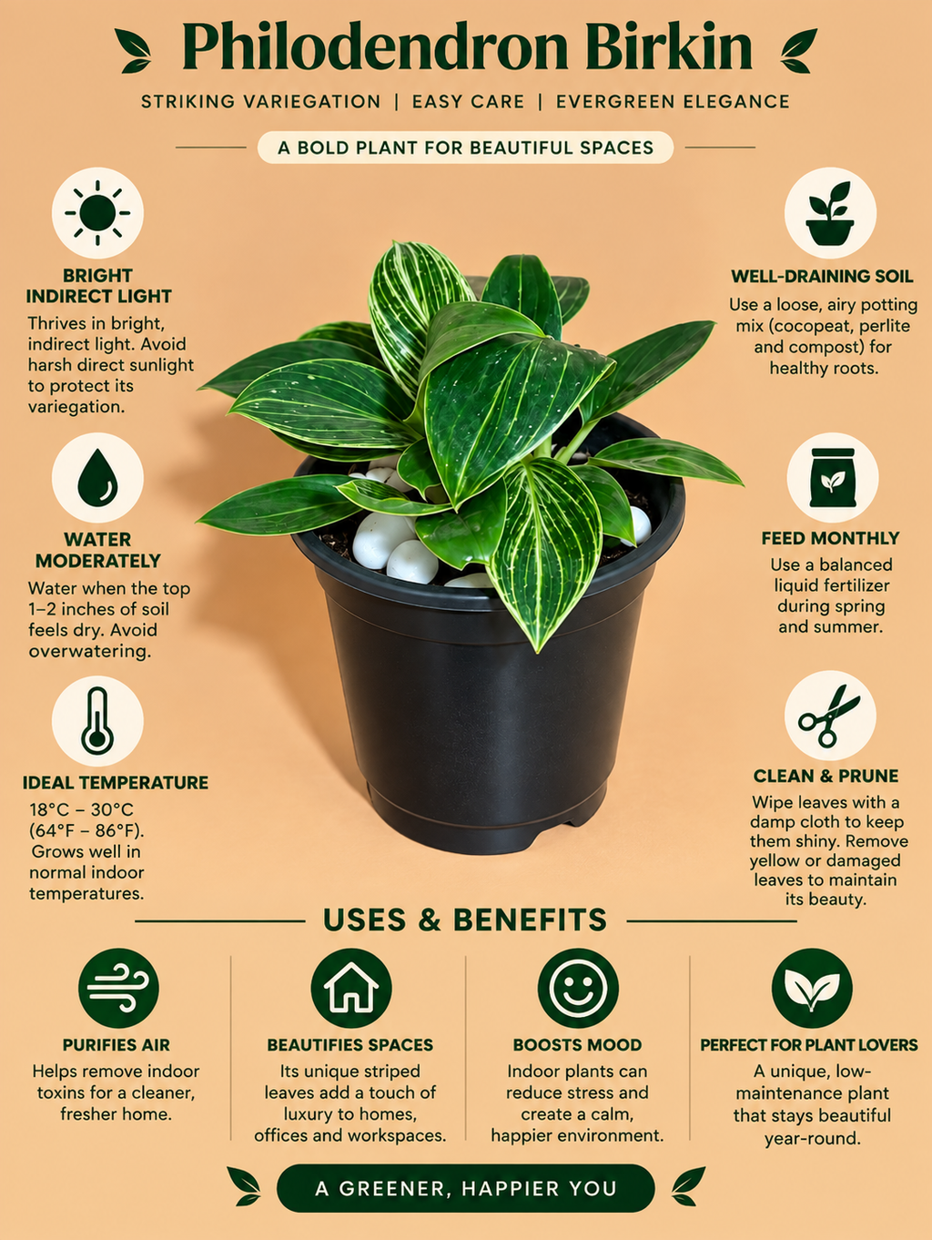 Philodendron Birkin Plant Sapling (1Pc)
