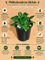 Philodendron Birkin Plant Sapling (1Pc)