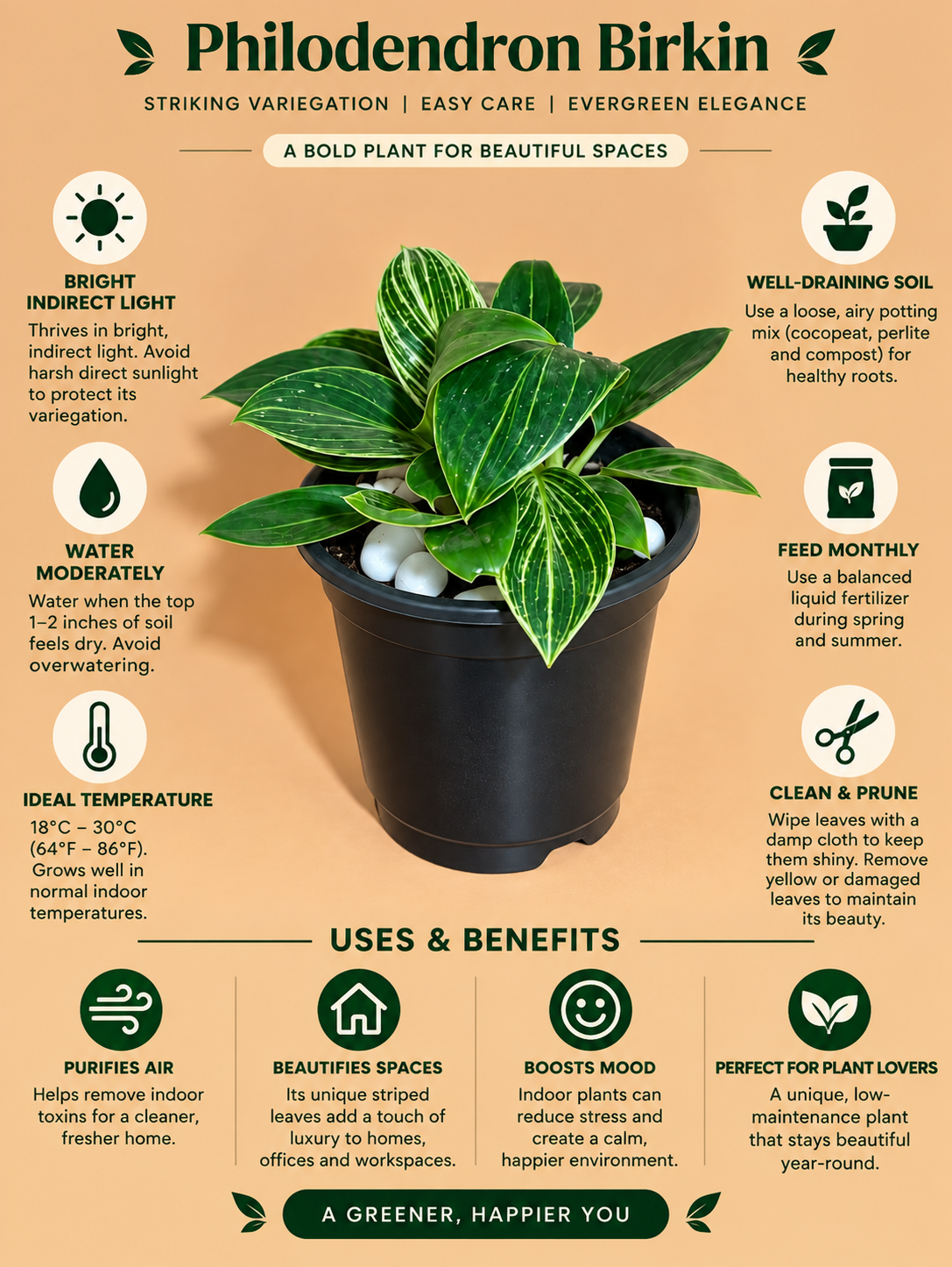 Philodendron Birkin Plant Sapling (1Pc)