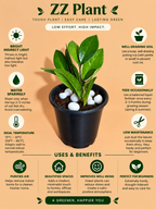 ZZ Plant Sapling (1pc)