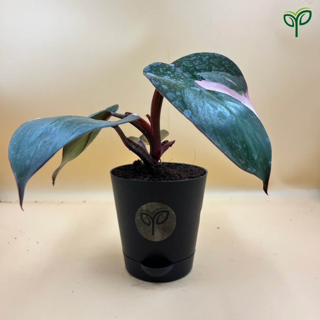 Philodendron Pink Princess Plant Sapling