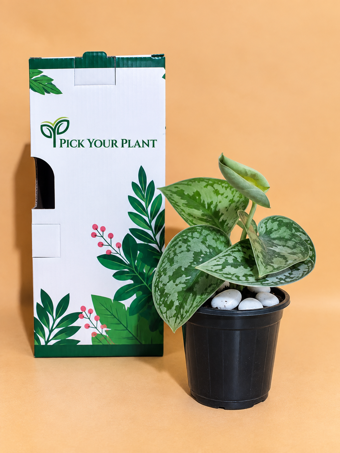 Silver Money Plant Sapling (1pc)