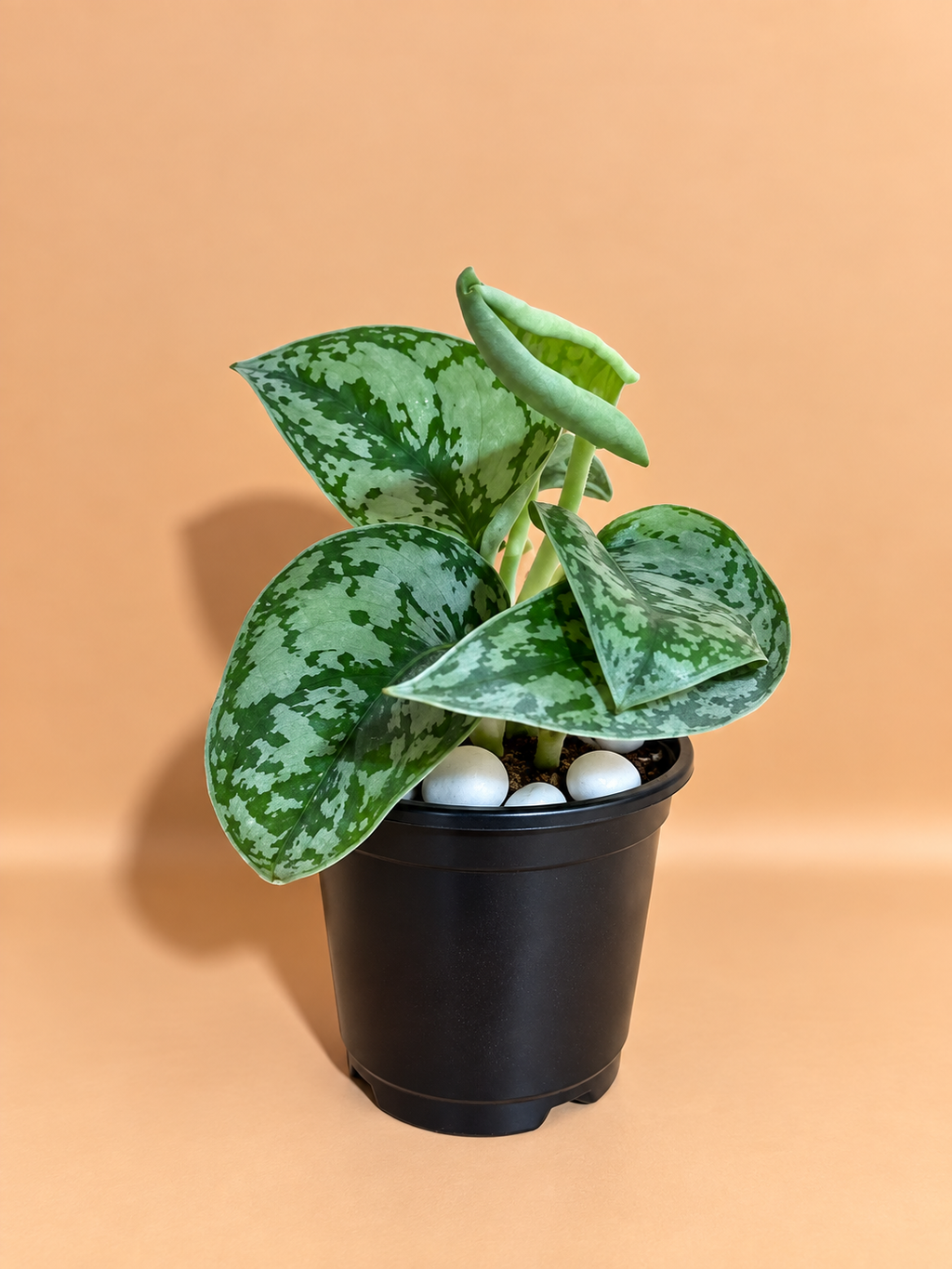 Silver Money Plant Sapling (1pc)
