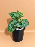 Silver Money Plant Sapling (1pc)
