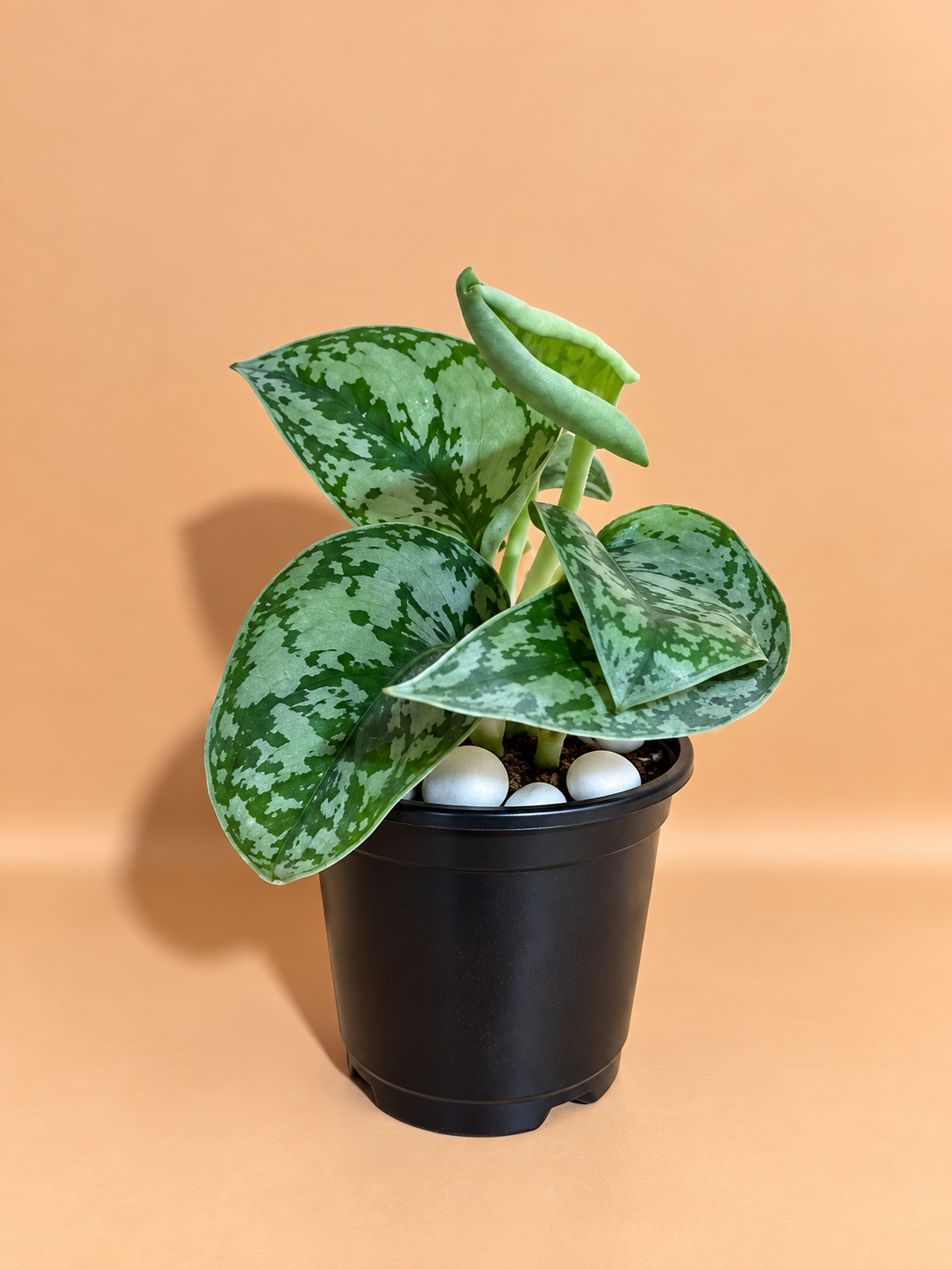 Silver Money Plant Sapling (1pc)