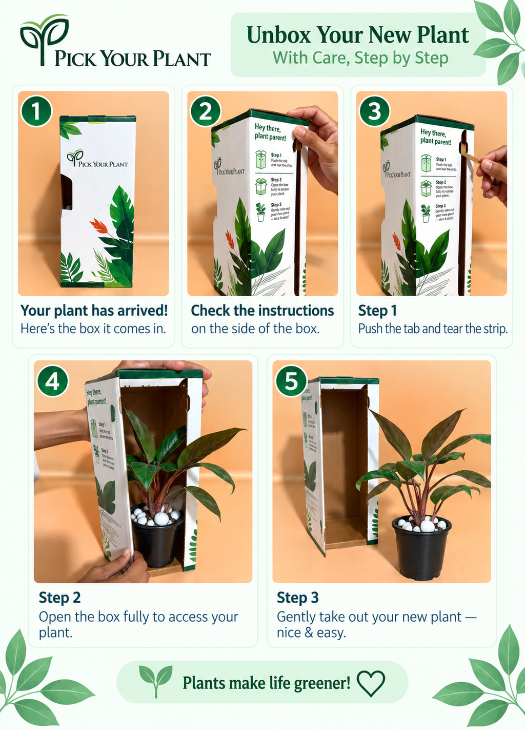 Philodendron red congo plant sapling