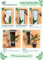 Philodendron red congo plant sapling