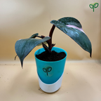 Philodendron Pink Princess Plant Sapling