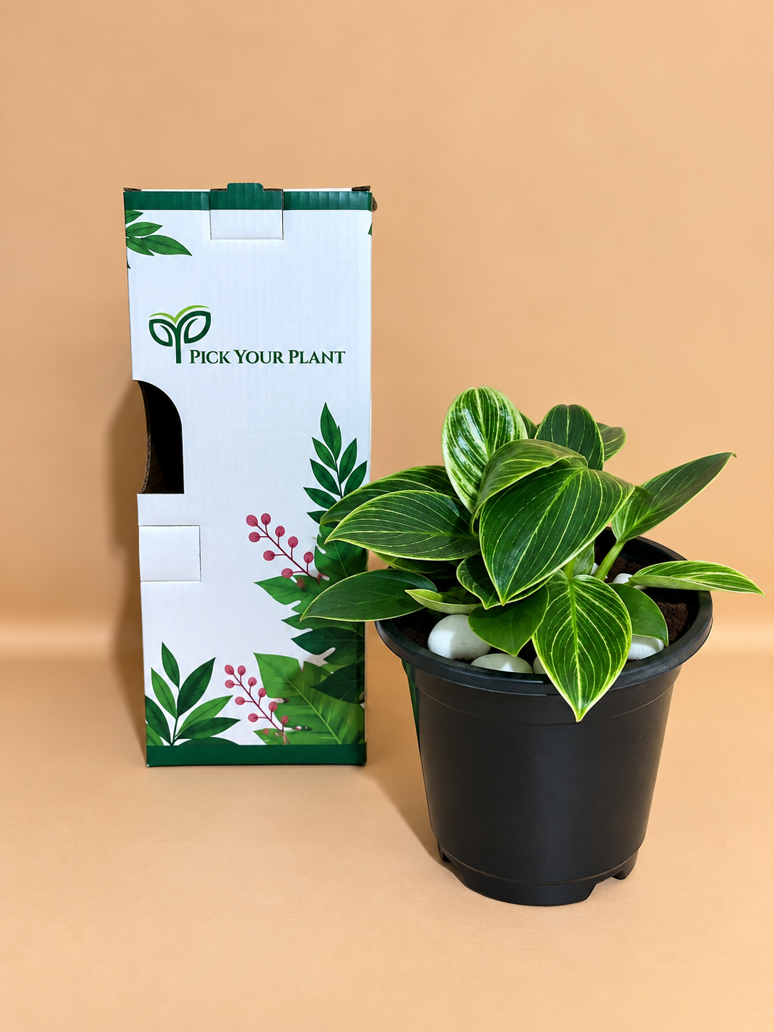 Philodendron Birkin Plant Sapling (1Pc)