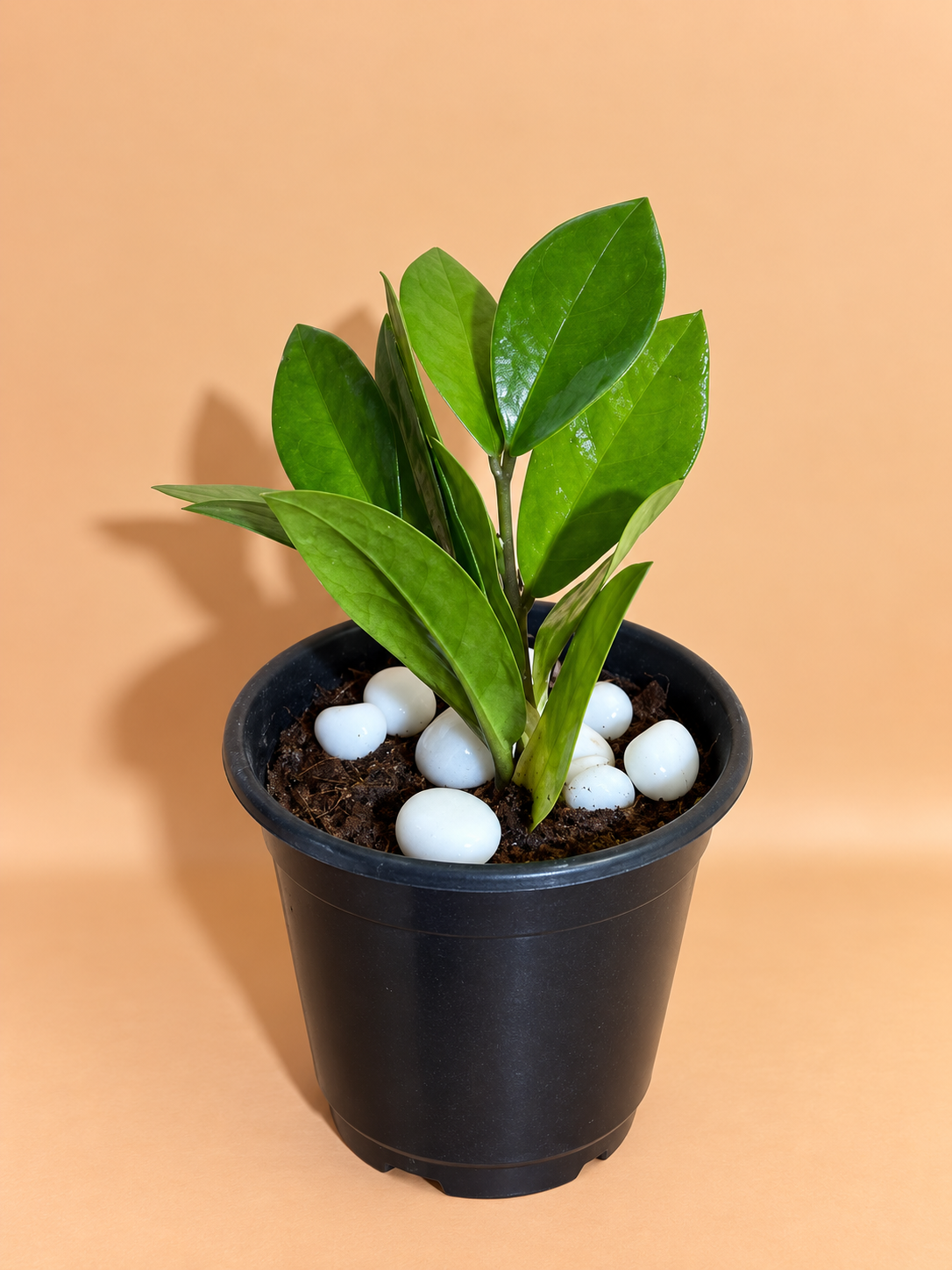 ZZ Plant Sapling (1pc)