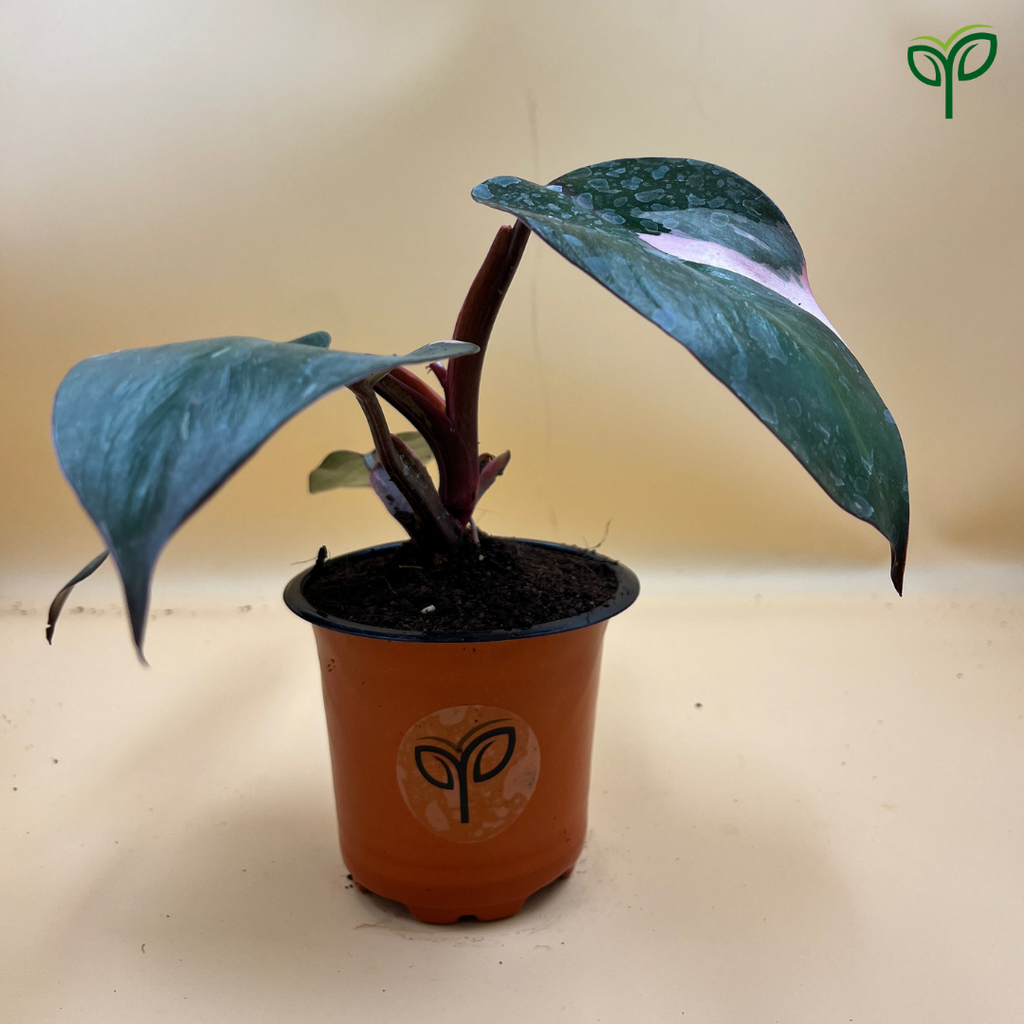 Philodendron Pink Princess Plant Sapling