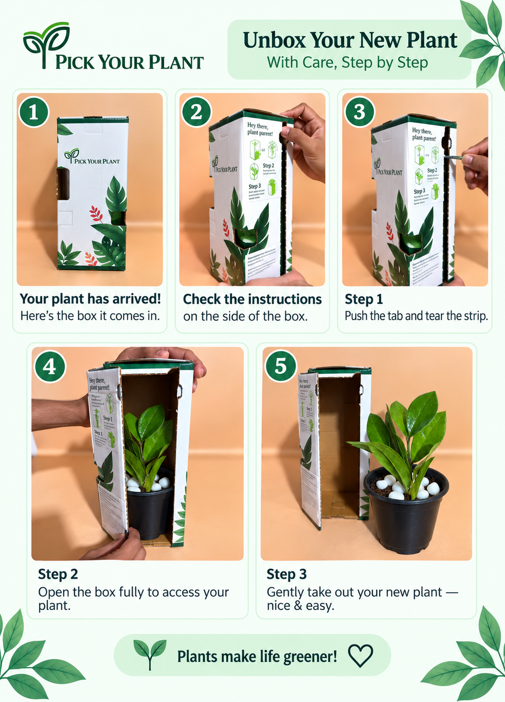 ZZ Plant Sapling (1pc)