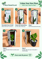 ZZ Plant Sapling (1pc)