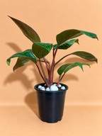 Philodendron red congo plant sapling