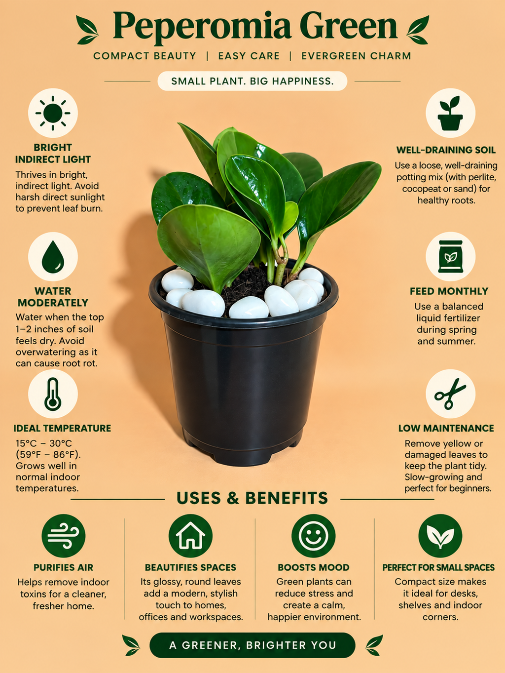 Peperomia Green Plant Sapling (1pc)