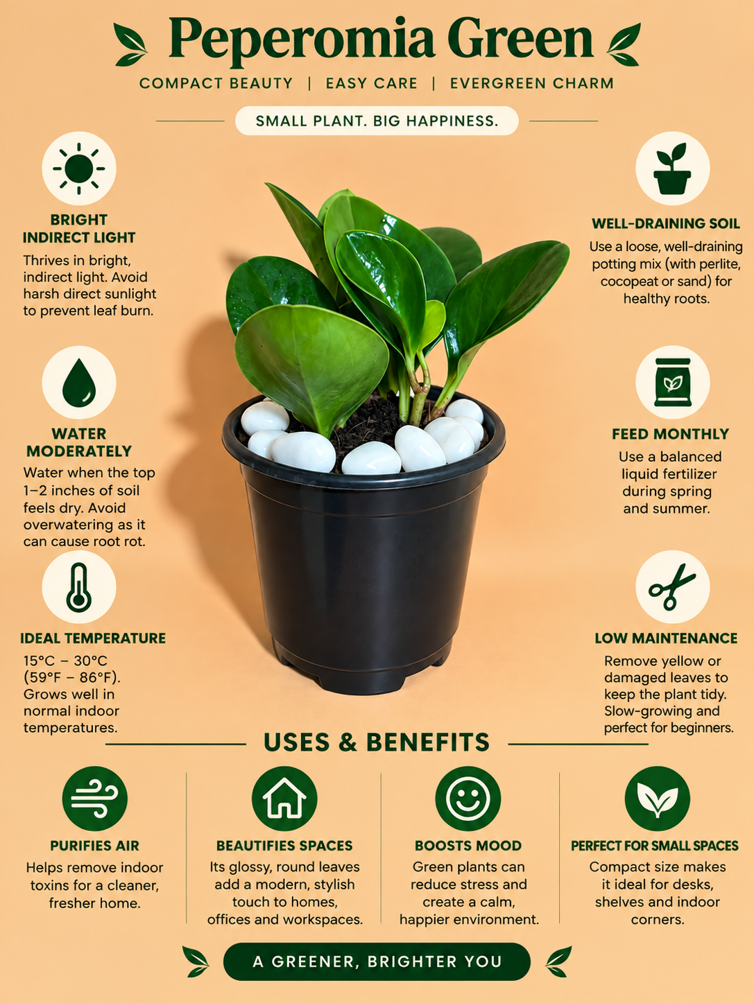 Peperomia Green Plant Sapling (1pc)