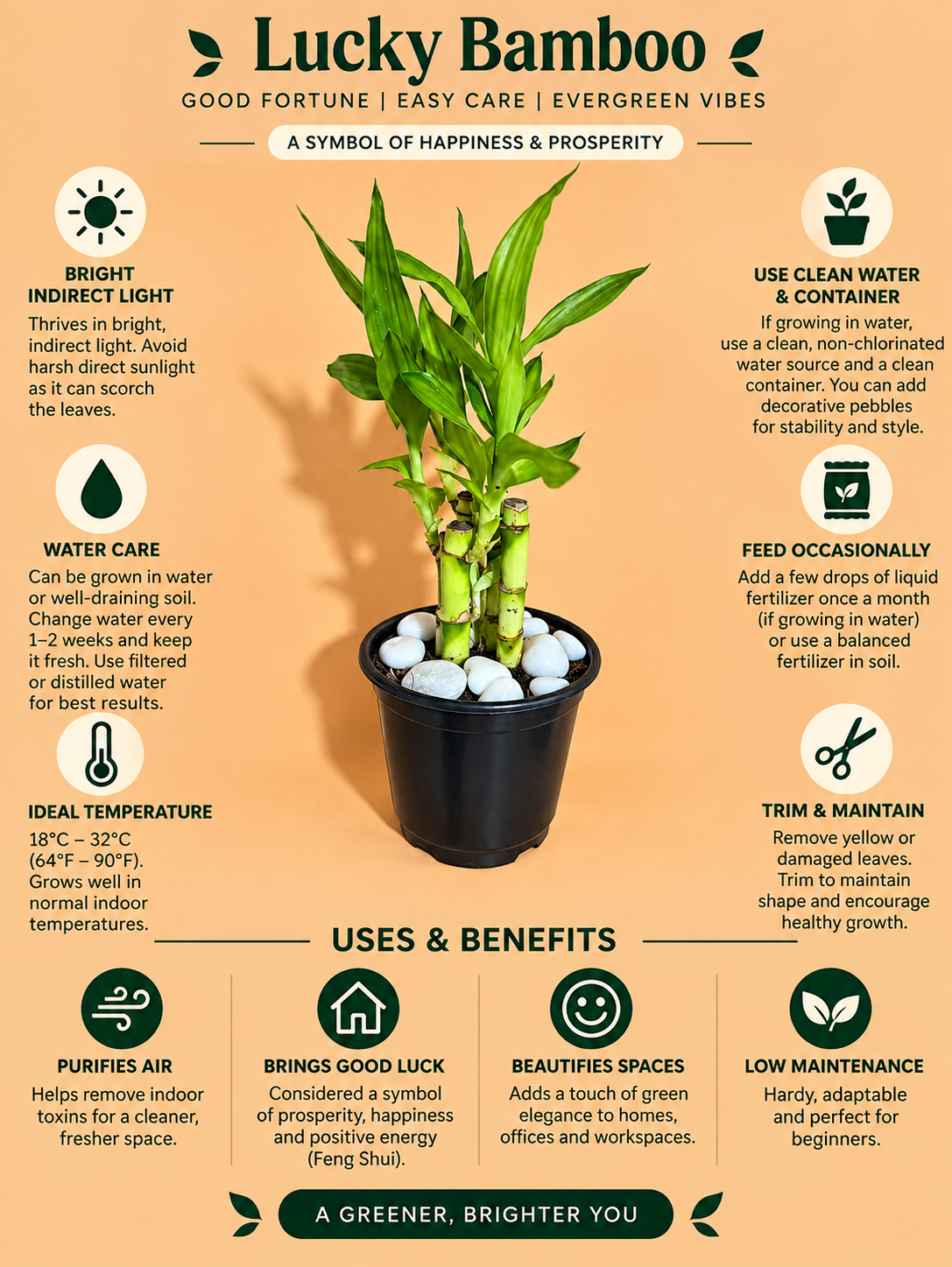 Lucky Bamboo Plant Saplings (5pcs)