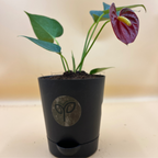 Anthurium Red Plant Sapling
