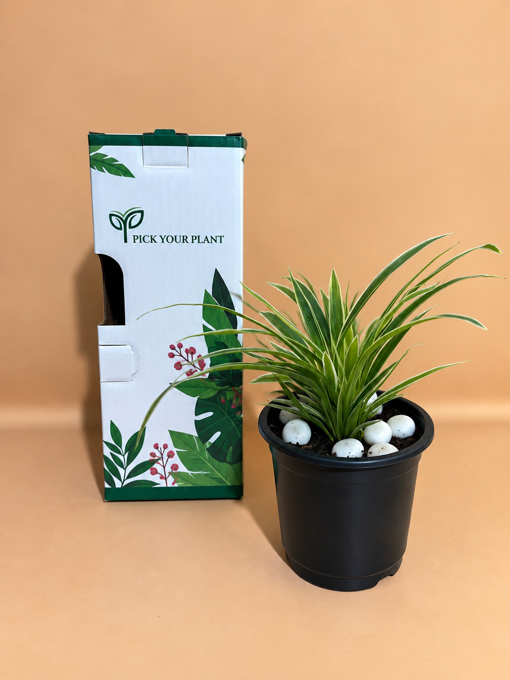 Spider Plant Sapling (1pc)
