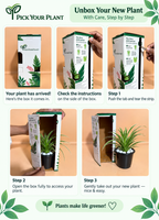 Spider Plant Sapling (1pc)